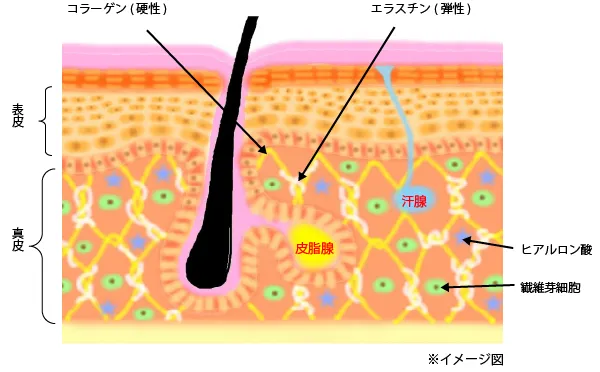 スーパーエラスチン プラス